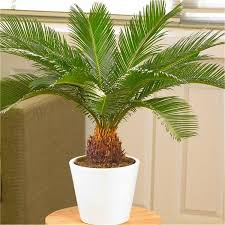Sago Palm Tree- Popular Houseplant Known For Its Feathery Foliage and Ease of Care
