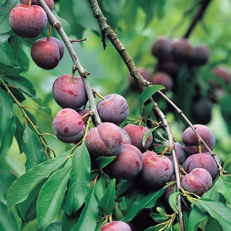 Santa Rosa Plum Trees