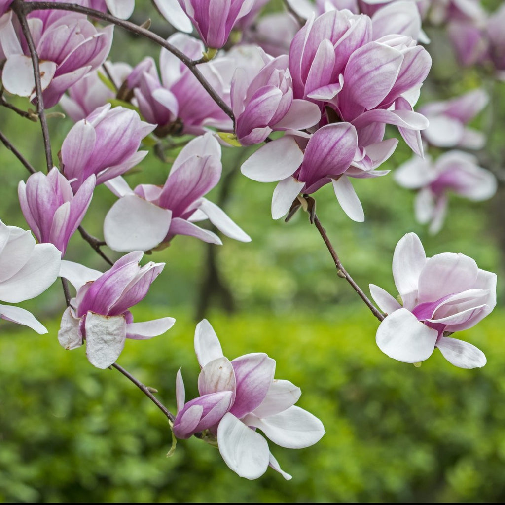 Saucer Magnolia Trees, Fragrant, Saucer Shaped Pink Flowers