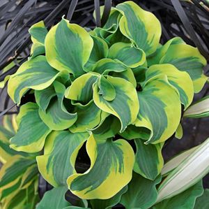 4.33 Inch Pot/10 Count Flat: Hosta 'School Mouse' PPAF School Mouse Miniature Hosta. Thick Green Foliage with Bright Yellow Ruffled Edges