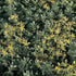 (12 Plants Classic Pint) Sedum Kamtschaticum &