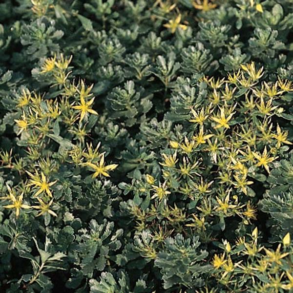 (12 Plants Classic Pint) Sedum Kamtschaticum 'Weihenstephaner Gold ' Orange Stonecrop is Semi-Evergreen. Blooms with Showy Yellow Flowers