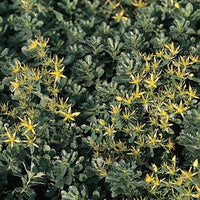 (12 Plants Classic Pint) Sedum Kamtschaticum 'Weihenstephaner Gold ' Orange Stonecrop is Semi-Evergreen. Blooms with Showy Yellow Flowers