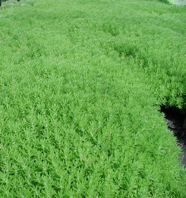 (25 Plants Classic Pint) Sedum Rupestre &