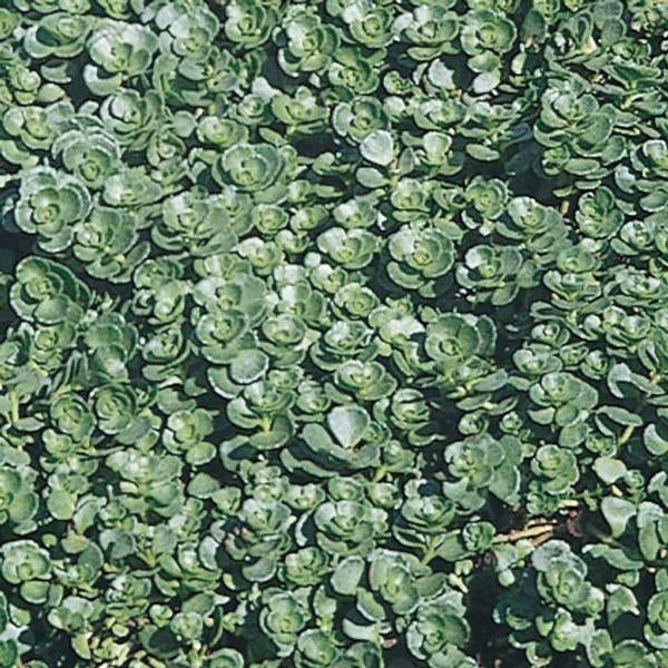 Sedum Spurium &