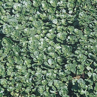 Sedum Spurium 'John Creech' John Creech Stonecrop is Semi-Evergreen, Blooms Pink Early Summer