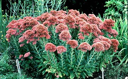 (1 Gallon) Sedum &