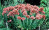 (1 Gallon) Sedum &