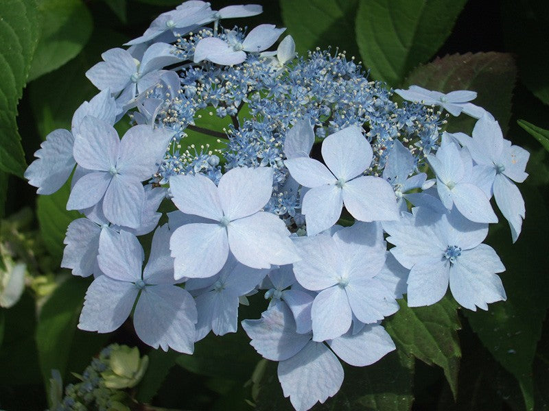 Hydrangea 'Blue Deckle'