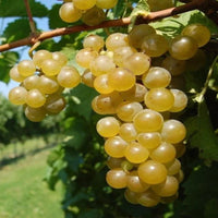 Seyval Blanc wine grape vine growing on trellis
