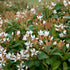 (3 Gallon) "Snow" Indian Hawthorn - Attractive, Compact, Shrub with Pale Pink Blooms Changing To White.