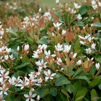 (3 Gallon) "Snow" Indian Hawthorn - Attractive, Compact, Shrub with Pale Pink Blooms Changing To White.