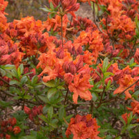 Gibraltar Azalea shrub with bright orange spring flowers