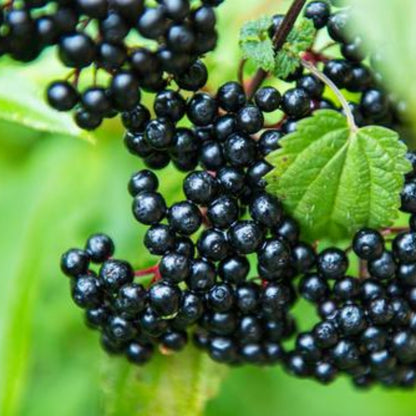 Adams Elderberry