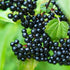 Adams Elderberry