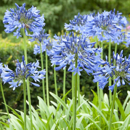 Agapanthus