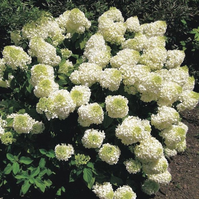 Silver Dollar Hydrangea , Stunning White Blooms