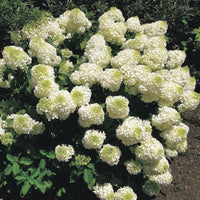 Blooming Silver Dollar Hydrangea in Summer Sun