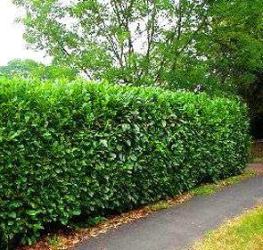 Schip Laurel, a Beautiful Cold Hardy Evergreen Plant Great For Low Screens and Hedges.