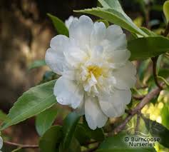 (Quart) Camellia Snow Flurry Flower Plant - Pure White Flower