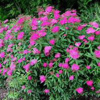 Anthony Waterer Spirea Shrub with pink blooms