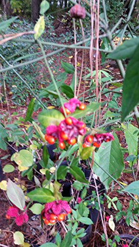 (1 Gallon) Strawberry Bush Deer Candy Aka œIce-Cream Plant� For Deer, Beautiful and Unique Native Plant