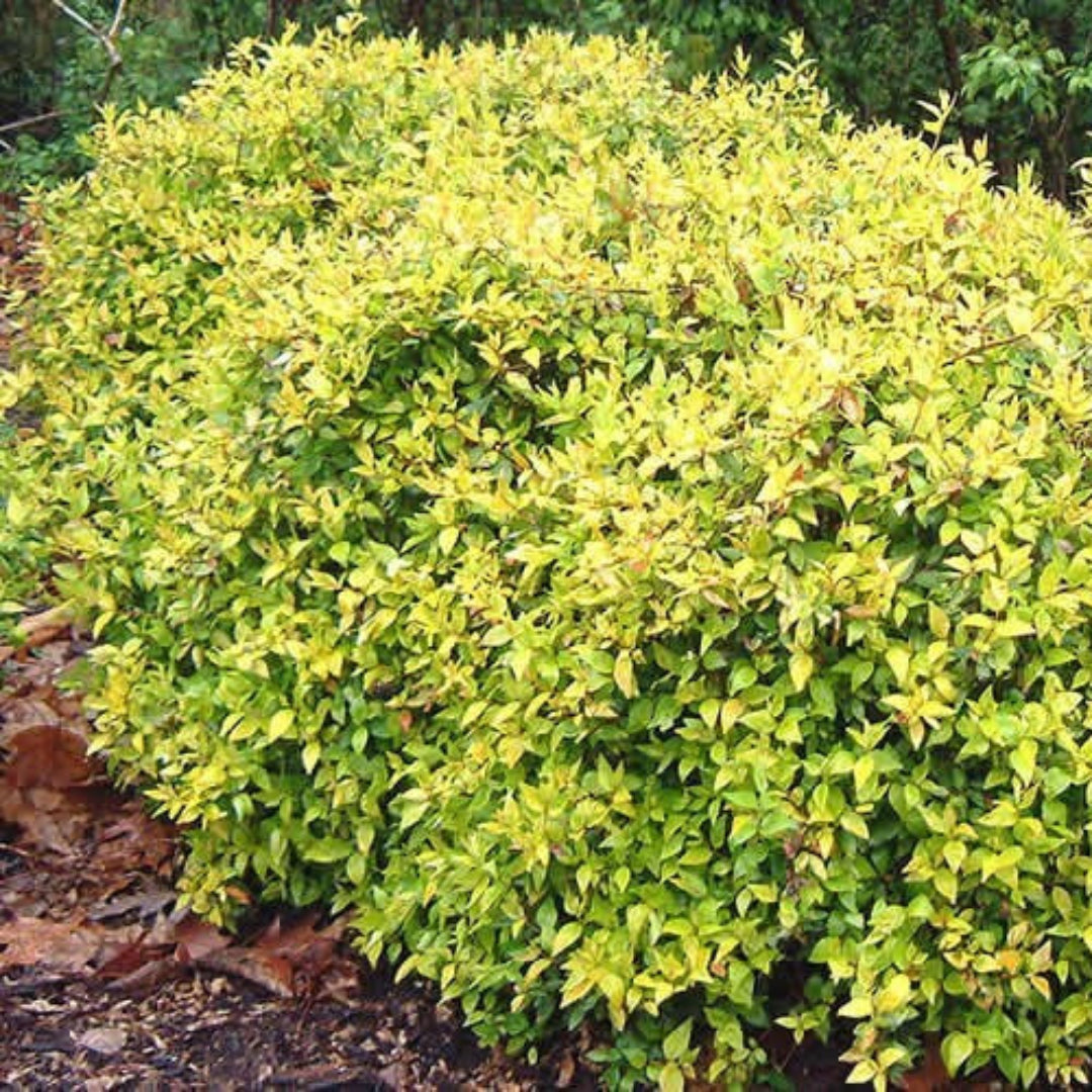 Abelia Super Gold- Gorgeous Dwarf and Compact Evergreen with Very Showy Leaves, Bloom Time: May To September, White Showy, Fragrant Blooms