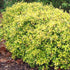 Abelia Super Gold- Gorgeous Dwarf and Compact Evergreen with Very Showy Leaves, Bloom Time: May To September, White Showy, Fragrant Blooms