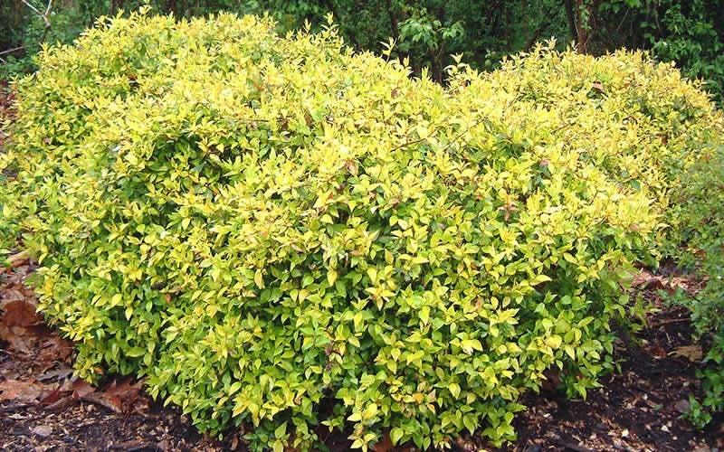 Abelia Super Gold- Gorgeous Dwarf and Compact Evergreen with Very Showy Leaves, Bloom Time: May To September, White Showy, Fragrant Blooms