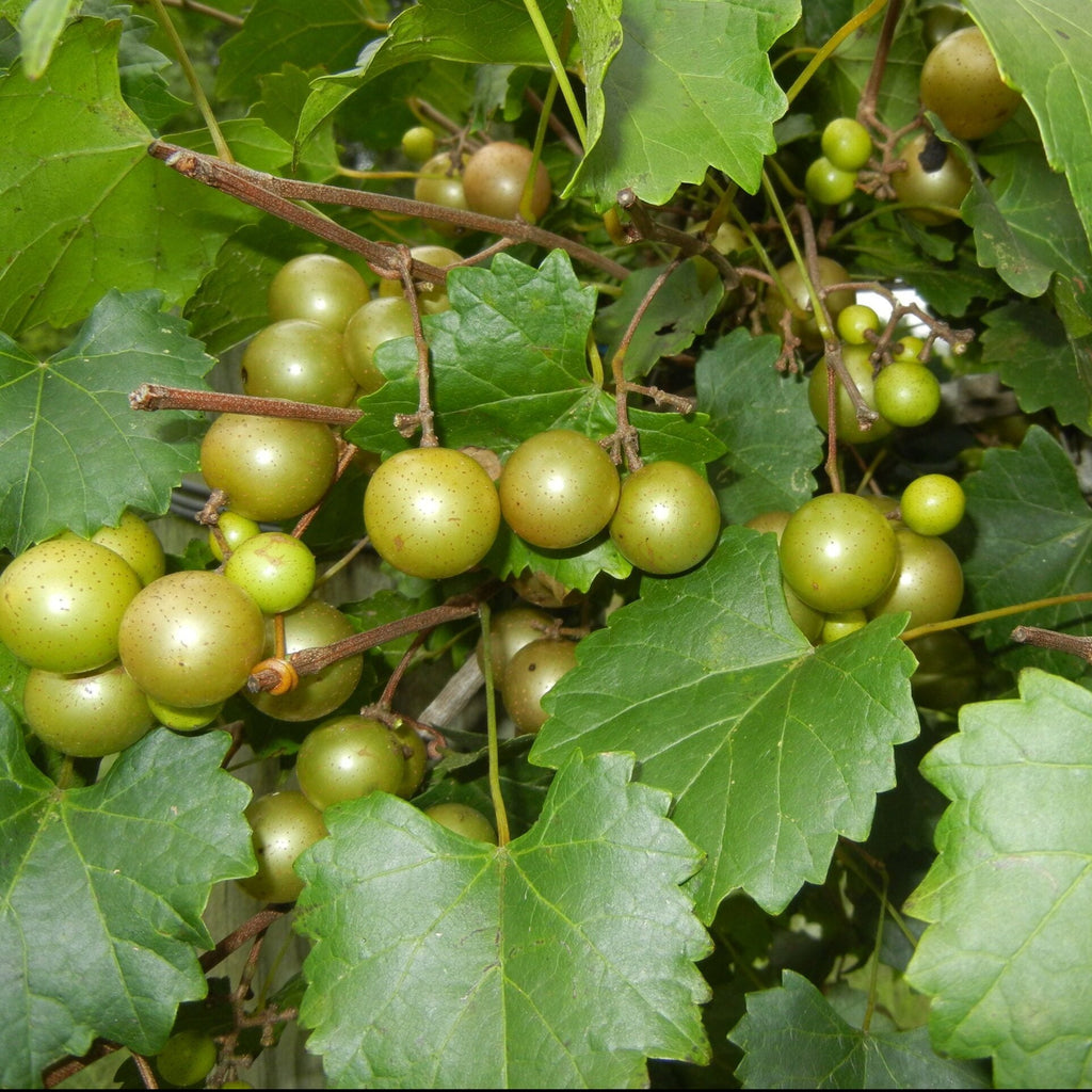 Jane Bell Muscadine Vine