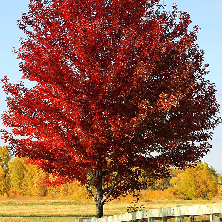 Sun Valley Red Maple
