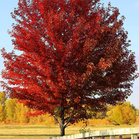 Sun Valley red maple tree with upright growth and green foliage