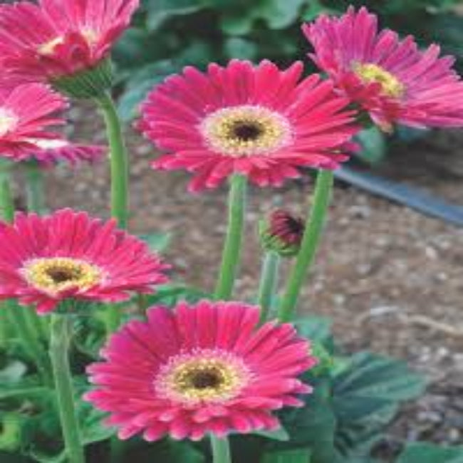(1 Gallon) Gerbera Garvinea Sweet Spice Gerber Daisy - This Large, Daisy-Like, Rose and White Flowers Bloom On Sturdy Stems From Spring To Frost.