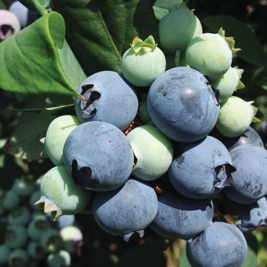 Suziblue- Southern Highbush Blueberry