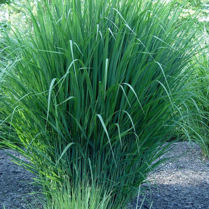 Switchgrass-Clump-Forming, Warm-Season Grass, That Stands Up To a Variety of Harsh Conditions, Adds Both Texture and Color To a Garden