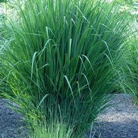 Northwind Switchgrass plant in garden