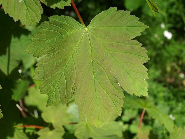 Buy Sycamore Tree Plants & Trees Online | Pixies Gardens
