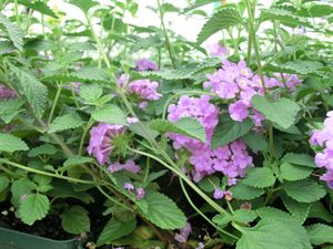 4 Inches Round Pot/10 Count Flat: Lantana Montevidensis 'Trailing Purple'. Lilac Pink To Purple Flowers with Yellow Center Bloom Spring To Frost.