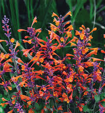 (1 Gallon) Agastache Aurantiaca-Hybrid &