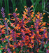 (1 Gallon) Agastache Aurantiaca-Hybrid &