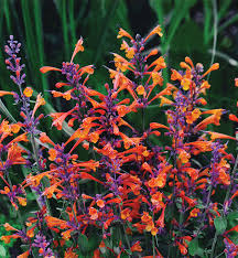 (1 Gallon) Agastache Aurantiaca-Hybrid 'Tango' Funnel-Shaped Blooms of Fiery Red/ Orange Late Spring To Summer and Grey-Green, Aromatic Foliage.