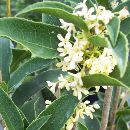Fragrant Tea Olive shrub with glossy green leaves and aromatic white flowers