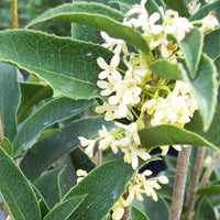 Fragrant Tea Olive shrub with glossy green leaves and aromatic white flowers