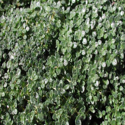 Thymus Serpyllum &
