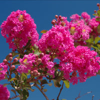 Tonto crape myrtle tree displaying vibrant red summer flowers in full bloom