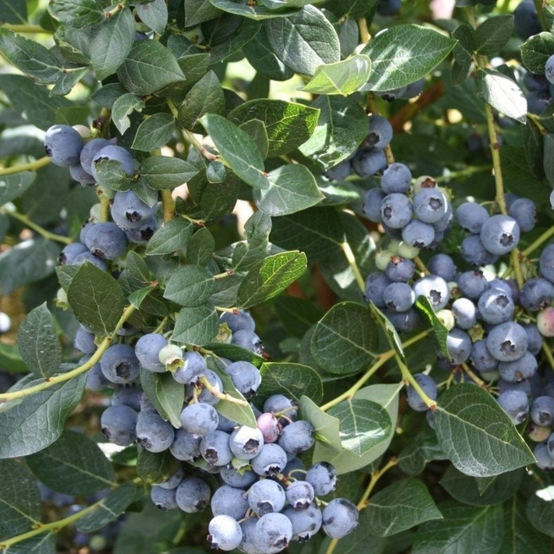 Blue Rabbit Tree Buy Native Shrubs Online | Native Garden Plants for Sale