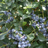 Alapaha rabbiteye blueberry bush potted plant