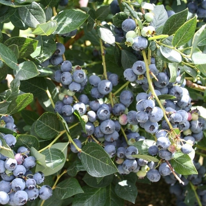 Top Hat Blueberry Bush - Very Cold Hardy Blueberry Shrub