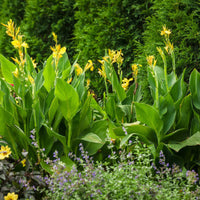 Yellow Canna Lily plant used in tropical landscape garden design