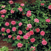 Zephirine Drouhin Rose